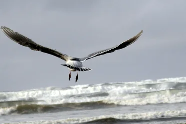 $flying gull.webp