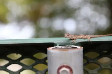 $lizard.webp