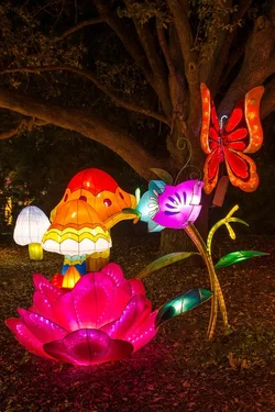 $Chinese Lantern 23.webp