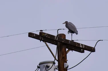 $Great Heron.webp