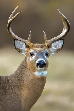 $BUCK.webp
