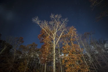 $NightTrees.webp