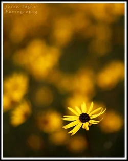 $fall flowers 2.webp