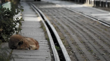 $Waiting Dog Train.webp