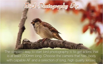 $bird_photgraphy_tip.webp $bird_photgraphy_tip.webp