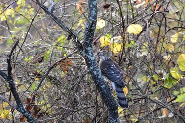 $camo hawk.webp