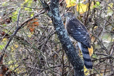 $camo hawk 2.webp