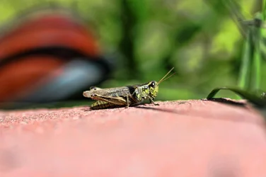 $grasshopper1.webp
