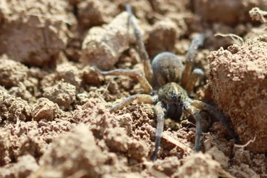 $spider1.webp