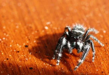 $spider2.webp