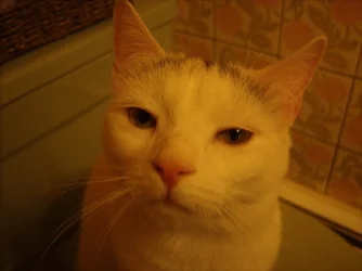 $Zelda closeup resized.webp $Zelda closeup resized.webp