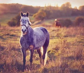 $horsey.webp