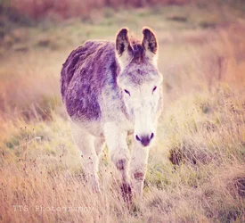 $donkey.webp