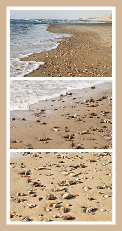$Shells - triptych.webp