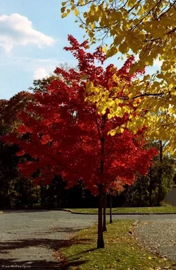 $Day 309 - Line of colors.webp