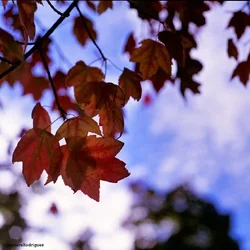 $Day 288 - Red leaves.webp