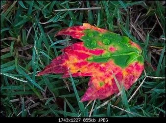 $Freshly%20Fallen.webp