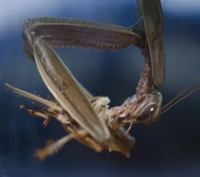 $Mantis-2a.webp $Mantis-2a.webp