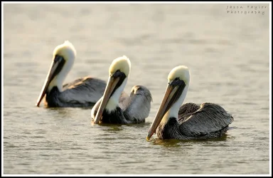 $tres pelican.webp