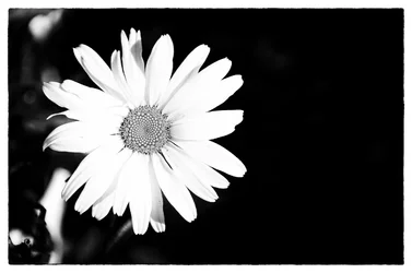 $WFF_daisy_bw.webp