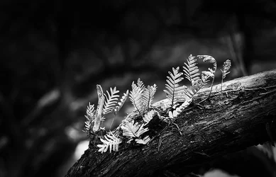 $Leaves Critique.webp