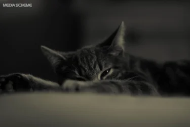 $IMG_9115-2.webp