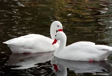 $ducks.webp