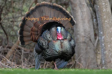 $thanks.webp