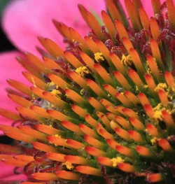 $coneflower_macro1.webp