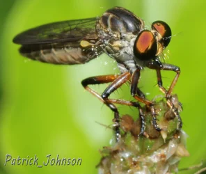 $macro insect.webp