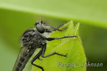 $macro_insect.webp