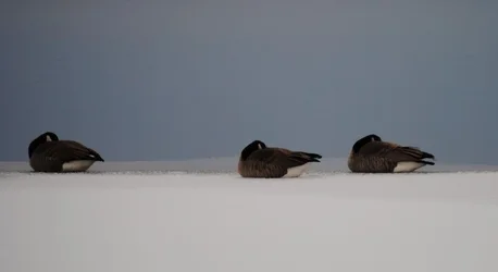 $3geese_zps2c0a3195.webp