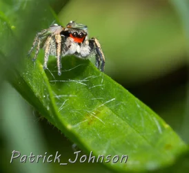 $macro spider.webp