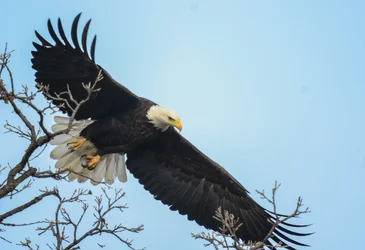 $Eagle-3.webp