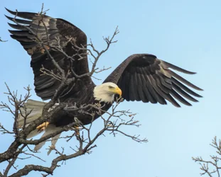 $Eagle-1.webp