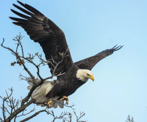 $Eagle-2.webp