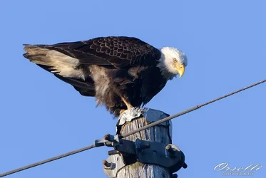 $eagle2.webp $eagle2.webp