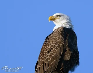 $eagle1.webp $eagle1.webp