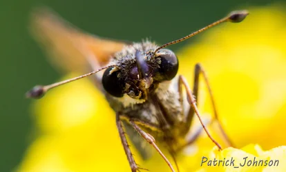 $macro moth.webp