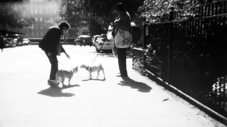 $Dog street encounter.webp