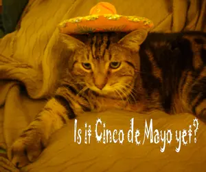 $Cinco de Mayo Gomer.webp