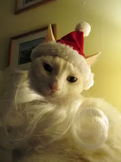 $Santa Zelda.webp
