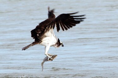 $osprey with a flounder 3.jpg