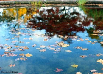$Day 323 - Painted reflection.webp $Day 323 - Painted reflection.webp