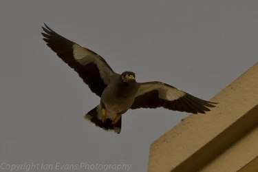 $20120418-_MG_4500.webp $20120418-_MG_4500.webp