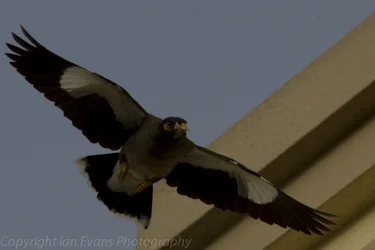 $20120418-_MG_4501.webp $20120418-_MG_4501.webp