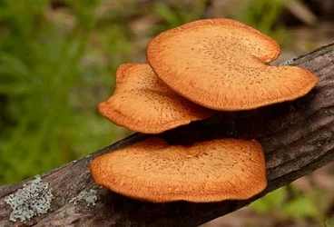 $fungi.webp $fungi.webp