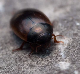 $BeetlePetrie1.webp $BeetlePetrie1.webp