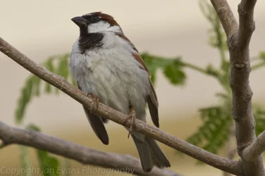 $Next Bird (1 of 1).webp $Next Bird (1 of 1).webp
