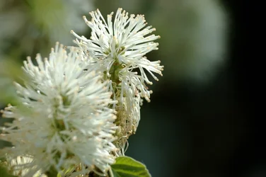 $Planting Fields _042011-04.webp $Planting Fields _042011-04.webp